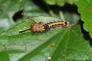 台灣黃毒蛾20140524