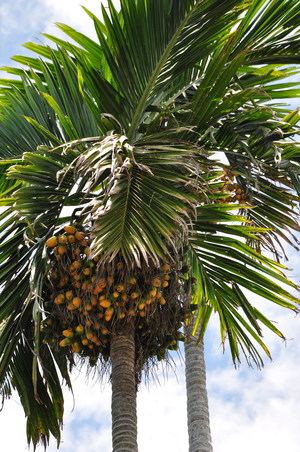 檳榔成熟後漸轉黃橘色