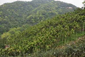 山坡檳榔林