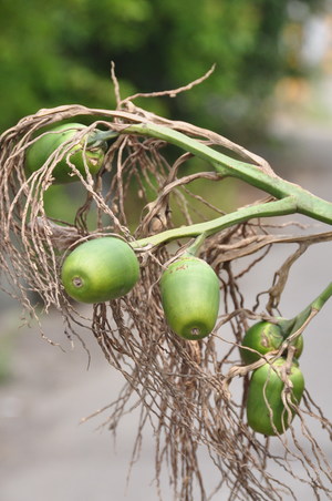 檳榔熟成從尾端逐漸變色