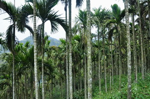 檳榔樹幹外型通直不分枝，細長圓柱形