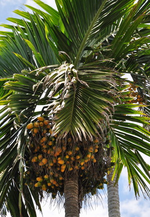 檳榔成熟後漸轉黃橘色