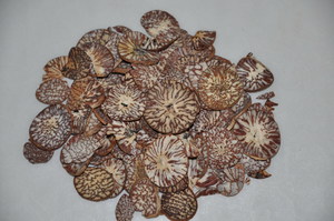 檳榔子切面可見大理石斑紋的胚乳