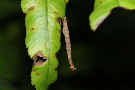 01~中和烘爐地的蛛