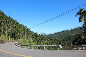 滿山盡是檳榔樹