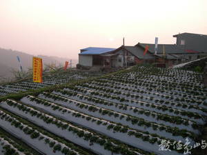 入冬時節，即為馬那邦山地區最大宗的草莓採收的時節