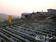 入冬時節，即為馬那邦山地區最大宗的草莓採收的時節