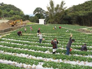 這裡種植的蔬果擁有得天獨厚的美味與品質
