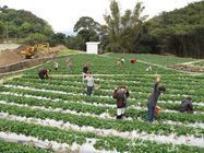 這裡種植的蔬果擁有得天獨厚的美味與品質