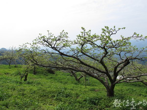 據說，森林裡是台灣鬥士英勇抵抗日軍的古戰場