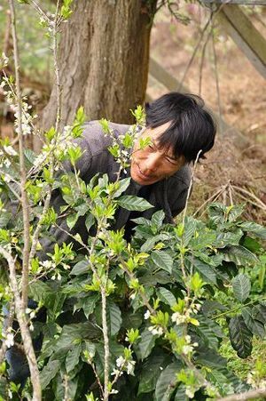 舅舅在經營的秀麗農莊採收咖啡豆