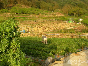 城市中講求速度、利益的思維的好意原來不一定符合農村的需求與舅舅的負荷