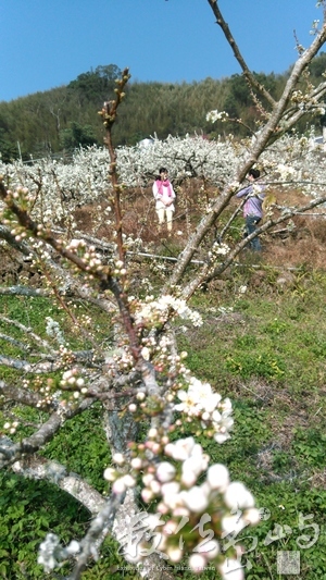 桃花紅李花白，遊人拍照最佳地點