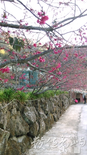 桃花紅李花白，景色美不勝收