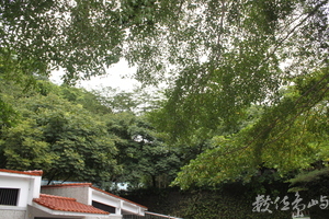 二水的花草樹木以其自然型態散發美感