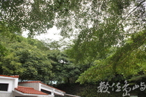 二水的花草樹木以其自然型態散發美感