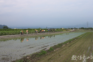 遊客踩著單車在阡陌中排列成整齊一道，騎向歸途的終點