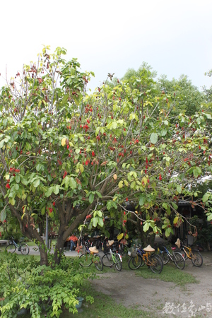 「蓮荷果休閒農場」緊鄰濁水溪，是一座純粹生產轉型休閒觀光的農場