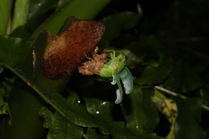 薄翅蟬羽化-20140607中研院森林步道