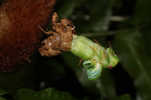 薄翅蟬羽化-20140607中研院森林步道