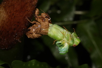 薄翅蟬羽化-20140607中研院森林步道