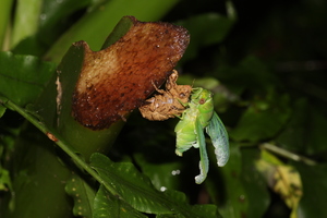 薄翅蟬羽化-20140607中研院森林步道