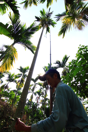 檳榔採割