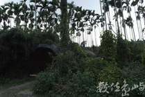 檳榔下的洞穴