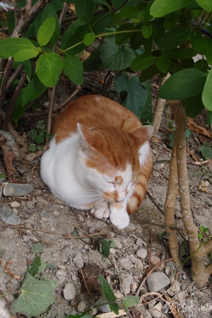 20141015拍攝於芭崎008