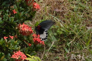 20130905拍攝於台東知本森林遊樂區005