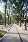 台中綠園道 / Yun 攝(底片)