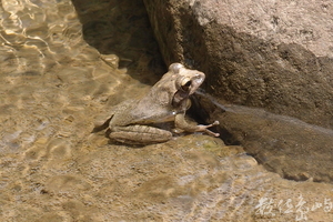 20130906拍攝於雙流森林公園025