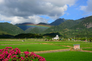 蒼脈稻秧彩虹橋