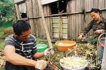 箭筍處理/2015/大同部落