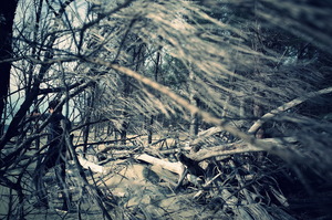 穿越海邊的樹林