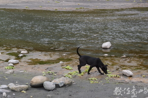 20150304拍攝於秀姑巒溪遊客中心附近003