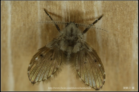 Canon MP-E 65mm f/2.8 1-5X Mac