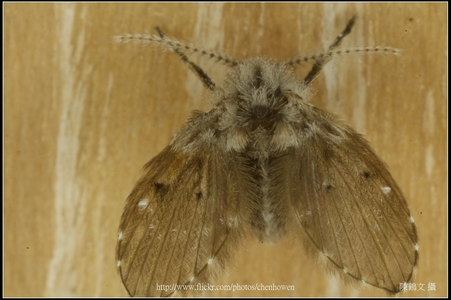 Canon MP-E 65mm f/2.8 1-5X Mac