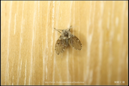 Canon MP-E 65mm f/2.8 1-5X Mac