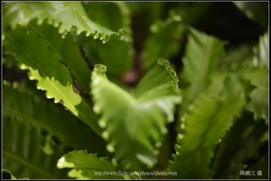 捲葉山蘇花_02_台北植物園_Schneider TV-Xenon 100mm F2 & Nikon D800.jpg