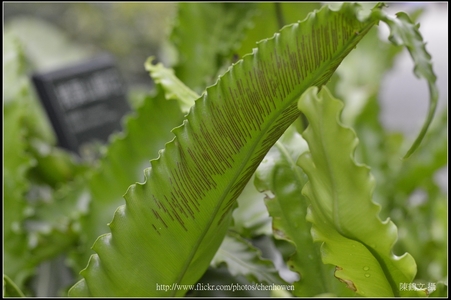 德國 Schneider 信乃達 鏡頭 攝影集
