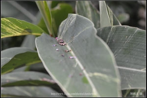 月桃的葉片_台北植物園.jpg
