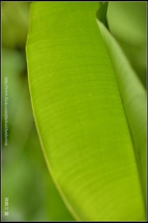X蕉葉片朦朧拍法_台北植物園_Schneider TV-Xenon 100mm F2 & Nikon D800.jpg