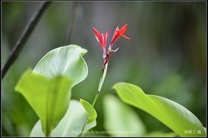艷紅西番蓮_01_台北植物園_Schneider TV-Xenon 100mm F2 & Nikon D800.jpg