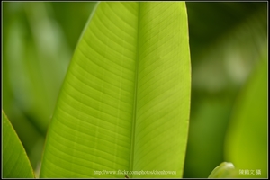 X蕉葉片_03_台北植物園_Schneider TV-Xenon 100mm F2 & Nikon D800.jpg