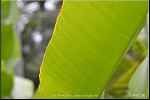 X蕉葉片_01_台北植物園_Schneider TV-Xenon 100mm F2 & Nikon D800.jpg