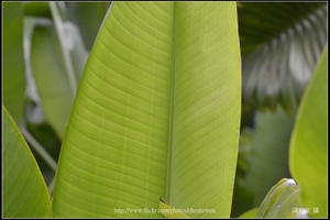 X蕉葉片_02_台北植物園_Schneider TV-Xenon 100mm F2 & Nikon D800.jpg