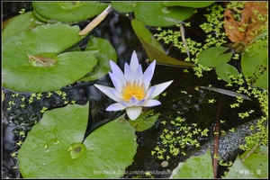 荷花花朵側面拍攝_台北植物園_Schneider TV-Xenon 100mm F2 & Nikon D800.jpg