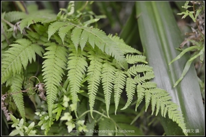蕨類的二回羽狀複葉_台北植物園_Schneider TV-Xenon 100mm F2 & Nikon D800.jpg
