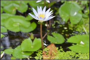 單朵荷花_台北植物園_Schneider TV-Xenon 100mm F2 & Nikon D800.jpg